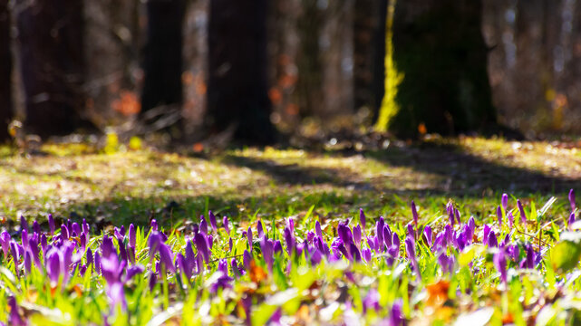 forest in spring. beautiful nature background on a sunny day. blooming crocus flowers on the ground
