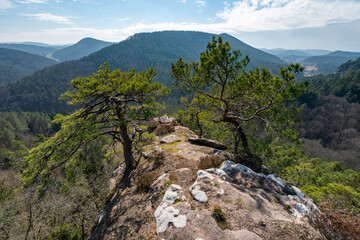 Blick vom Rindsberg bei Spirkelbach im Pfälzerwald