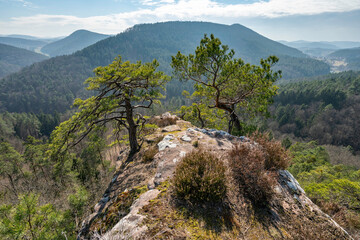 Blick vom Rindsberg bei Spirkelbach im Pfälzerwald