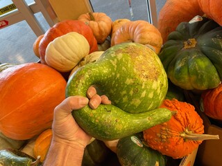 Decorative gourds and pumpkins on display in a retail grocery store during the Fall in Georgia
