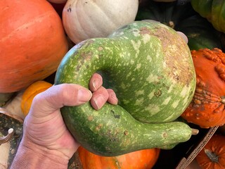 Decorative gourds and pumpkins on display in a retail grocery store during the Fall in Georgia