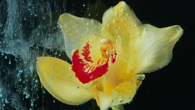 Yellow beautiful flower and paint in water. Stock footage. Close up of blooming flower and ink spreading like fog underwater.