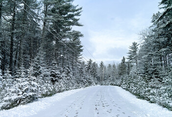 snowy forest road in America - Maine.  Tall trees and a snowy road. Forest landscape in Maine in winter.