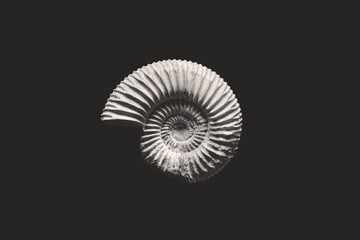 Nautilus Shell Fossil
