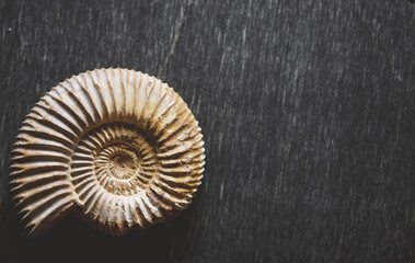 Nautilus Shell Fossil