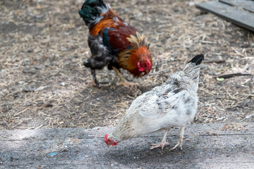 domestic chickens and hens grazing in the farm yard