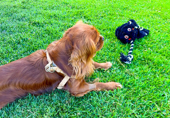 dog lying on the grass in the garden. there's a dog toy in front of him and he's watching it