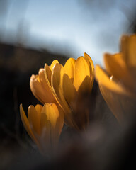 Die ersten Frühlingsboten bunte Blumen © Oliver