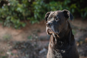 Schwarzer Hund genießt die Abendsonne
