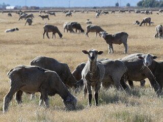 Herd of sheep.