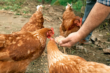 Man feeding hens from hand in the farm. Free-grazing domestic hen on a traditional free range poultry organic farm. Adult chicken walking on the soil.