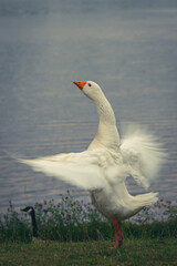 goose on the water