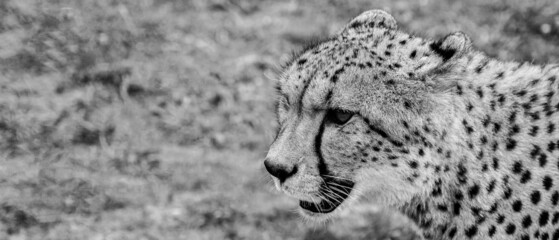 Cheetah on a background of greenery, close-up. Atmospheric shot of a cheetah. Africa, African animal. B/W