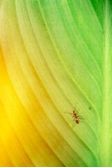 ants on a leaf