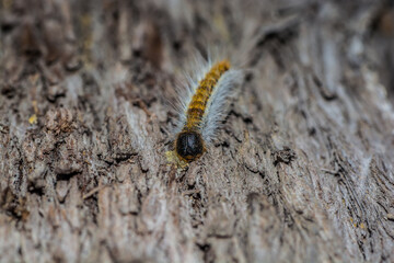 Macro photography of caterpillars in pine trees