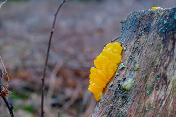 Tremella mesenterica (common names include yellow brain, golden jelly fungus, yellow trembler, and...