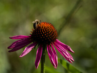 A bee on the coneflower detail