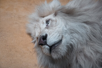 The lion lies on the ground with open eyes. Close up of the muzzle. African animal.