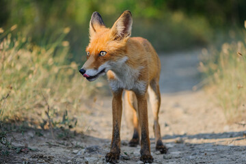 Red fox Vulpes vulpes in the habitat. Animal on a beautiful background