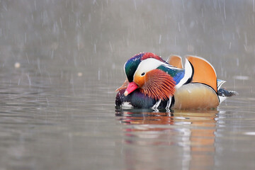 Close up portrait of a colorful male mandarin duck swimming in a river. Snow is falling. Aix...