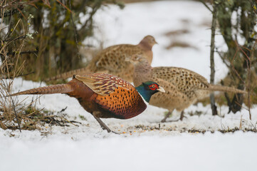 Portrait Ringneck Pheasant, Phasianus colchicus. Close up