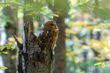 Tawny owl or brown owl Strix aluco sits on a broken tree trunk in an autumn forest