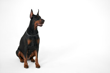 A guard Doberman on a white background. Copy space.