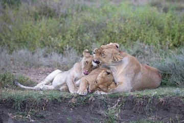 Fototapeta na wymiar Lion cubs playing together and with adult lioness