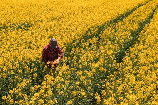 Aerial view of male farmer inspecting blooming rapeseed crops in field, drone photography - Powered by Adobe