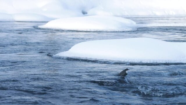 White-throated dipper, Cinclus cinclus standing on a rock in river rapids and singing.	