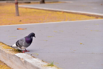 pigeons on the street, Columbídeos ,  columbiform birds	