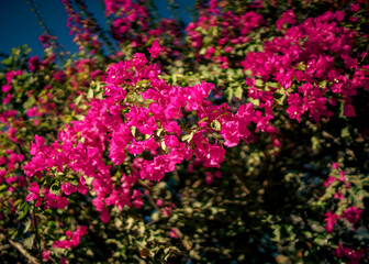 Beautiful vibrant magenta bougainvillea with lush green leaves and succulents in bright sunshine with dark shadows in Mexico