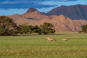 Namibia, oryx  herd running in the savannah, red rocks in background
