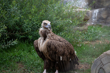 Griffon Vulture full length. Gyps fulvus. Big bird on a background of green grass. Portrait. Wildlife, Africa.