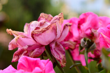 close up of pink flower