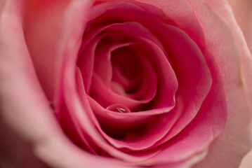 Lovely Pink rose head bud  with soft side lighting to give it a dreamy effect,Love emotion, togetherness, wedding setting
