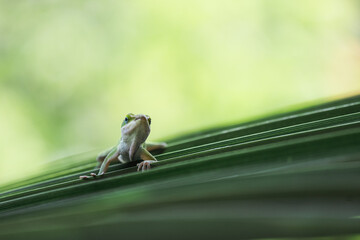 Gecko 