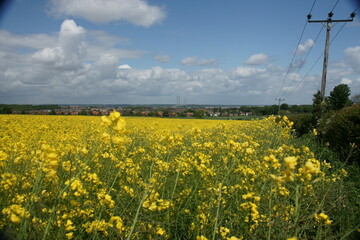 fields of Rapeseed in the English countryside, bright-yellow flowers 