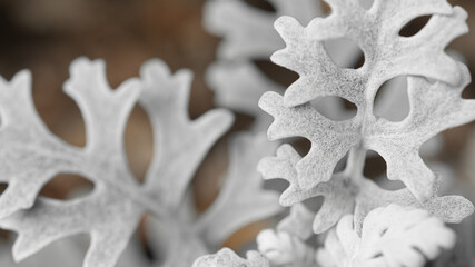 Gray silver velvet plant on a brown background