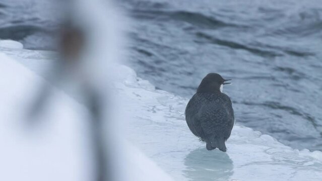 Small White-throated dipper, Cinclus cinclus standing on the edge of ice in Northern Finland