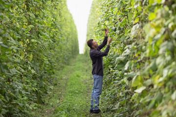 Naklejka na ściany i meble Farmer on a green field of beans. The farmer checks the beans for pests