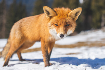 Naklejka na ściany i meble Portrait od red fox in winter