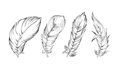 feathers coloring book, contour set of bird feathers, isolated vector drawing