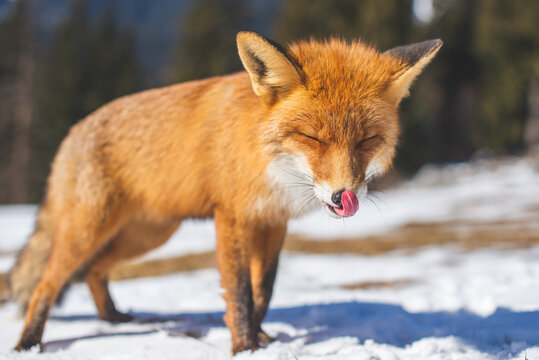 Fox front view in cold winter landscape licking her nose and slowly walking