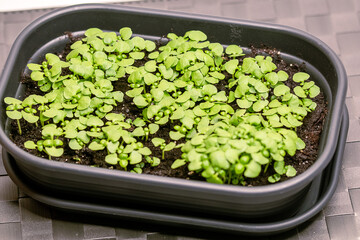 Basil seed sowing in a small greenhouse