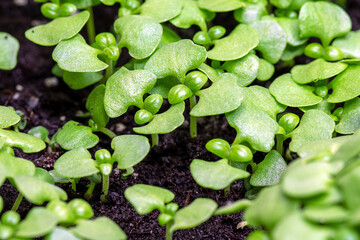 Basil seed sowing in a small greenhouse