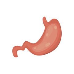 flat realistic stomach design