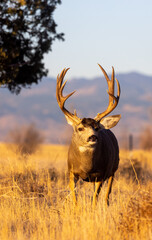 Naklejka na ściany i meble Mule Deer Buck During the Rut in Fall in Colorado