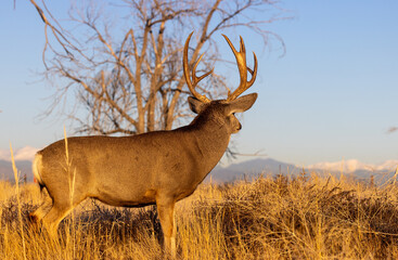 Mule Deer Buck During the Rut in Fall in Colorado