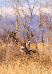 Mule Deer Buck During the Rut in Fall in Colorado